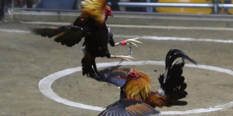 Các lưu ý trong việc sử dụng thuật ngữ đá gà tại RIKVIP